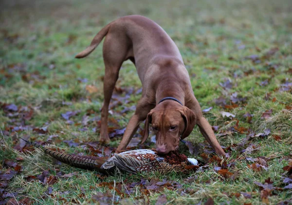A brown Gun dog retrieving a dead pheasant from the ground