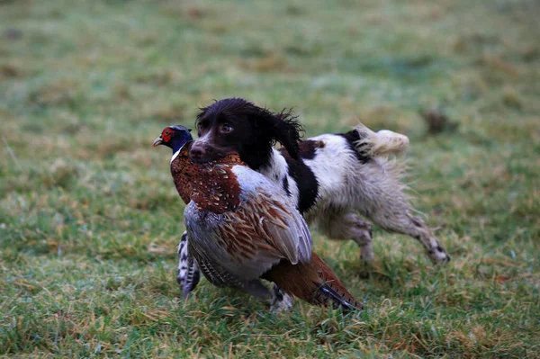 A brown and white Springer Spaniel Gun dog carrying a dead pheasant