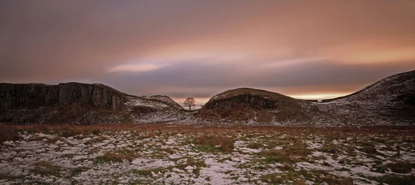 Sycamore Gap tree on a Winter's afternoon