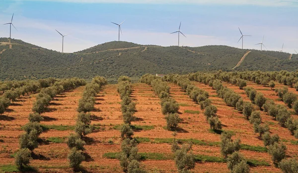 Wind and Oil in Andalucia, Spain.  Olive groves in straight lines with Wind turbines in the distance.