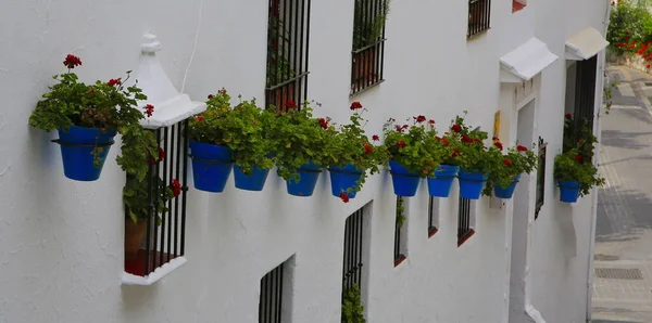 Traditional blue plantpots with Geraniums, attached to a white-washed wall, Spain