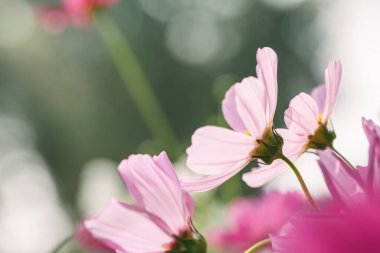 Renkli pembe kozmos çiçeklerinin kompozisyonu. Yumuşak Sevgililer Günü çiçek arkaplanı.
