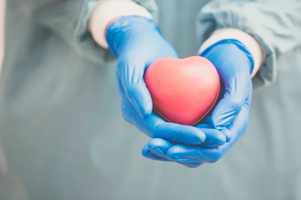 surgeon holding a Heart.Anatomy human Heart model.