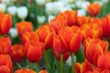 Bahçede yetişen turuncu laleler. Parkta yeşil yapraklarla çevrili kırmızı ve sarı laleler..