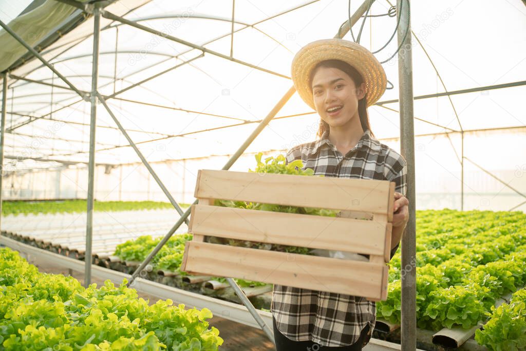 Portrait of beautiful woman farmer harvesting vegetables from hydroponics farm in morning.Hydroponics,Organic fresh harvested vegetables,Farmers working with hydroponic vegetable garden at greenhouse.