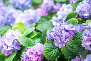 Güzel mavi ortanca çiçeklerinin yakın plan çekimleri.