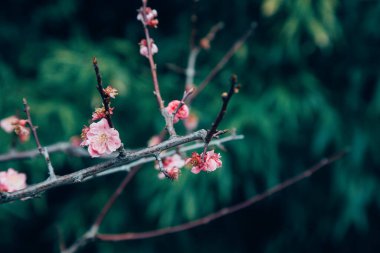 Gökyüzüne karşı pembe Sakura çiçekleri. Doğal arka plan. Klasik ton.