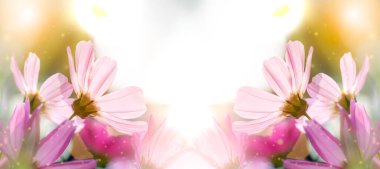 Renkli pembe kozmos çiçeklerinin kompozisyonu. Yumuşak Sevgililer Günü çiçek arkaplanı.