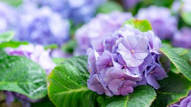 Güzel mavi ortanca çiçeklerinin yakın plan çekimleri.