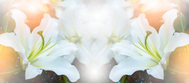 Paskalya Zambağı Lilium Longiflorum 'un kompozisyonu. Zambak buketi. Lily bir bitki cinsidir. Odak noktasını seç..