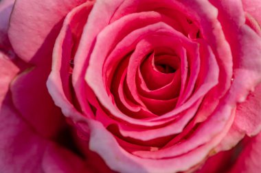 Seçici odaklanma. Kapalı pembe gül..