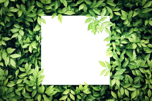 Papierkartenattrappe Auf Grünem Laub Kreatives Layout Aus Blumen Und Blättern — Stockfoto