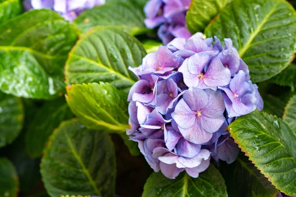 Close Beautiful Blue Hydrangea Flower Background — Stock Photo, Image