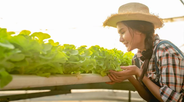 Portrait of beautiful woman farmer harvesting vegetables from hydroponics farm in morning.Hydroponics,Organic fresh harvested vegetables,Farmers working with hydroponic vegetable garden at greenhouse.