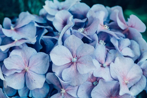 Hermoso Azul Hortensias Flores Marco Completo Fondo —  Fotos de Stock