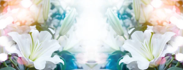 Paskalya Zambağı Lilium Longiflorum Bir Buket Zambak Lily Bir Bitki — Stok fotoğraf