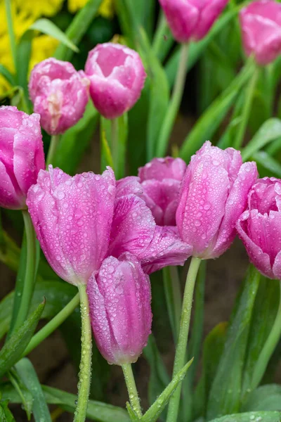Pink tulips growing in garden surrounded by green leaves, spring and mothers day concept.