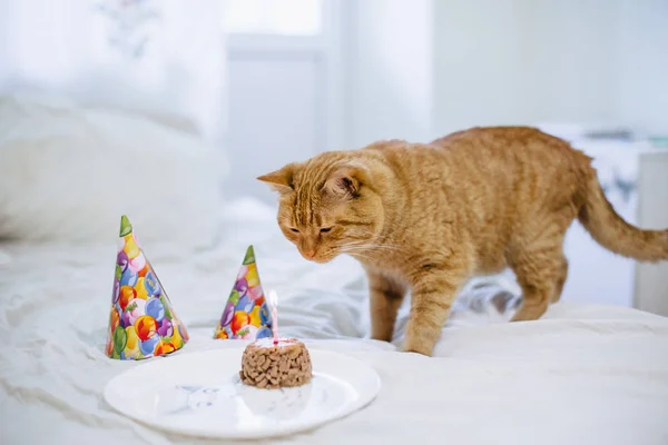 pet food cake for cat birthday