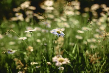 white field daisies on smooth stems