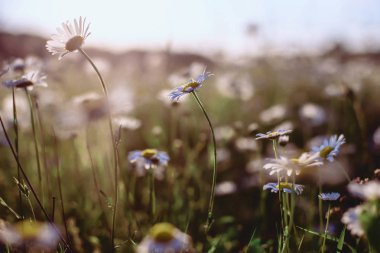 white field daisies on smooth stems