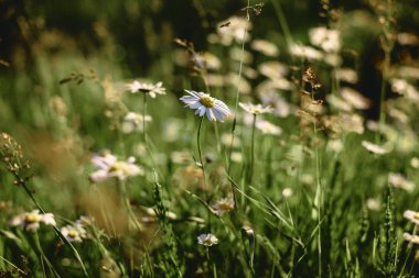 white field daisies on smooth stems