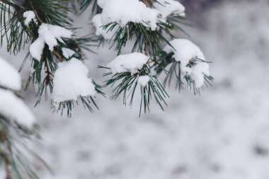 kar örtüsü closup çam