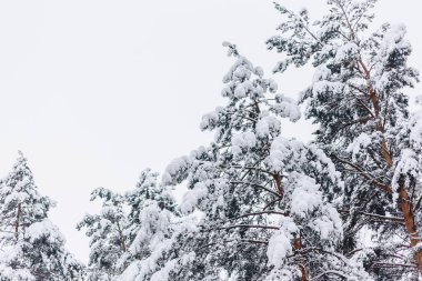 kar örtüsü içinde çam ağacı
