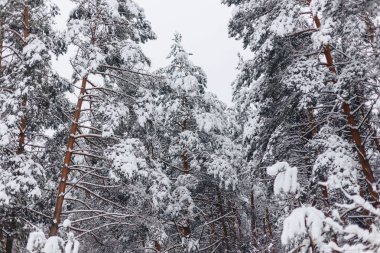 kar örtüsü içinde çam ağacı