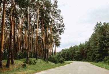 yol çam ormanı rağmen yeşil bahar meadows