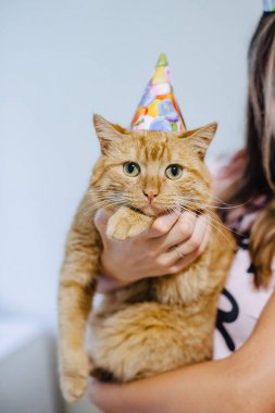 şenlikli bir kap içinde kedi