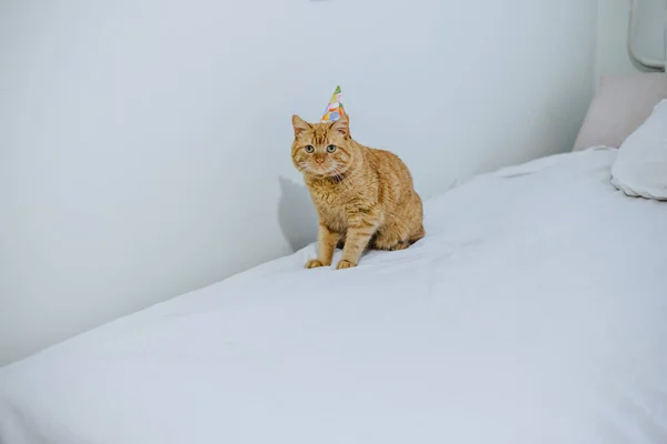 Gato en una gorra festiva — Foto de Stock
