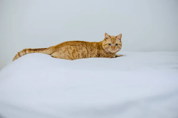 Gato en el asiento de cama — Foto de Stock