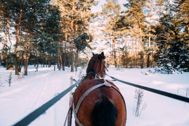 bir koşum güneş ışığı altında kar üzerinde bir atı