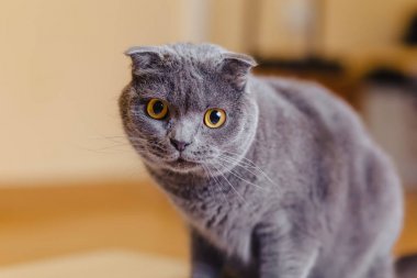 kedi İskoç fold oturma odasında