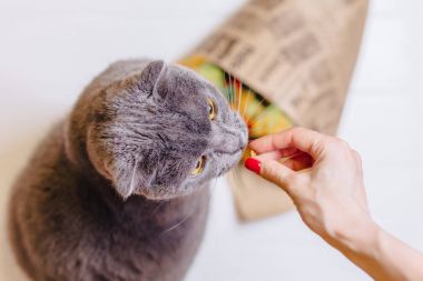 Kedi gıda üzerinde ahşap arka plan yiyor..