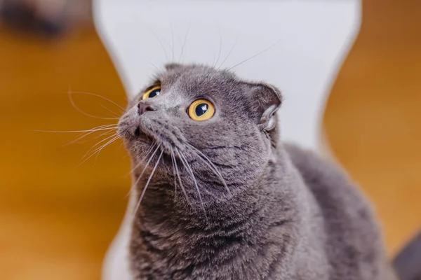 kedi İskoç fold oturma odasında