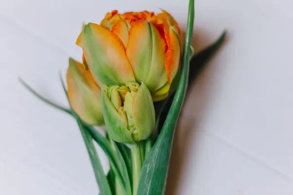 orange tulips on white wooden background
