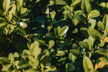 Tanrı'nın inek güneş, yaprakları arasında