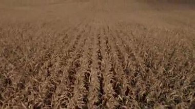 lower perspective on corn field. harvesting, aerial photography.