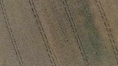 top view of corn field. harvesting, aerial photography.