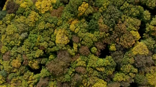 Вид зверху на барвистий осінній ліс. аерофотозйомка . — стокове відео