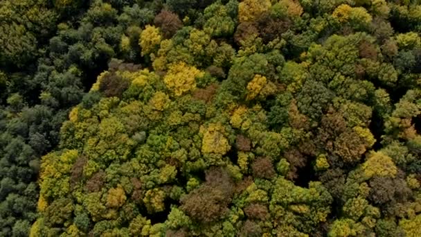 Vista dall'alto della foresta autunnale colorata. fotografia aerea . — Video Stock