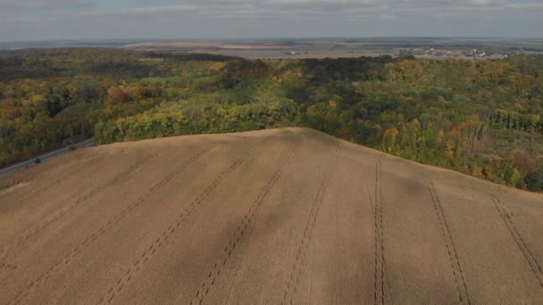 Top view of corn field. harvesting, aerial photography. — Αρχείο Βίντεο