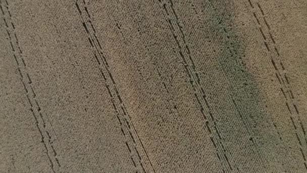 Top view of corn field. harvesting, aerial photography. — Αρχείο Βίντεο