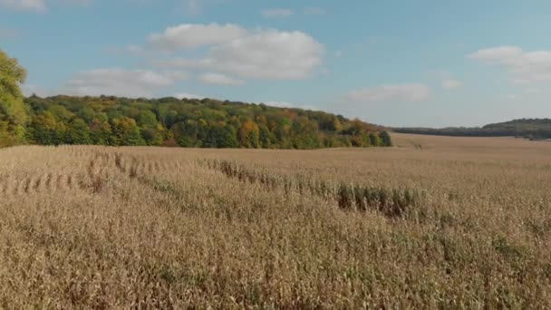 Lower perspective on corn field. harvesting, aerial photography. — Stockvideo