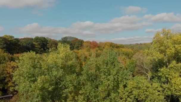 Top view of colorful autumn forest. aerial photography. — Wideo stockowe