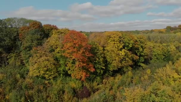 Top view of colorful autumn forest. aerial photography. — ストック動画