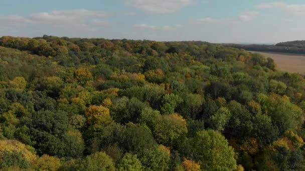 Top view of colorful autumn forest. aerial photography. — Stock video