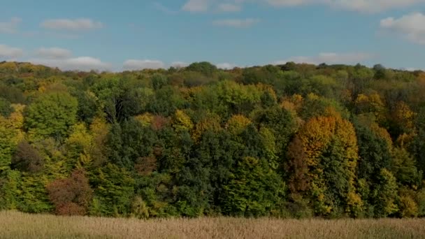 Top view of colorful autumn forest. aerial photography. — Stock video