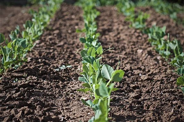 Fileiras de pequena planta de ervilha verde Imagens De Bancos De Imagens